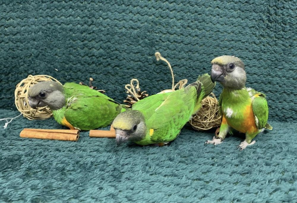 Сегегальсике попугаи птенцы выкормыши