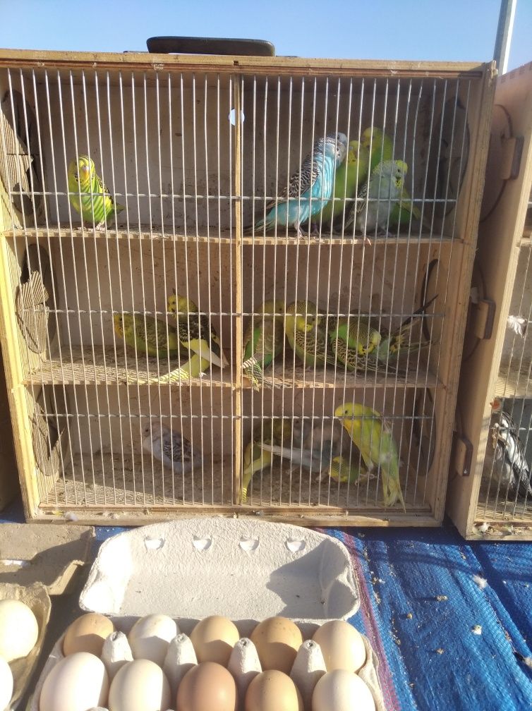 Papugi faliste tęczowe  likwidacja Hodowli