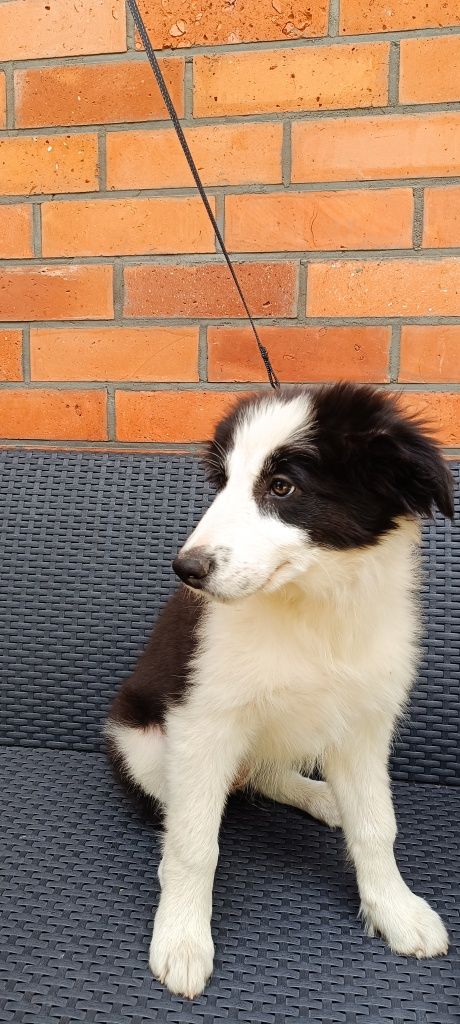 Border collie szczeniak suczka