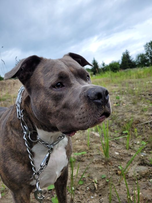 Zadbany amstaff pilnie szuka domu / oddam w dobre ręce