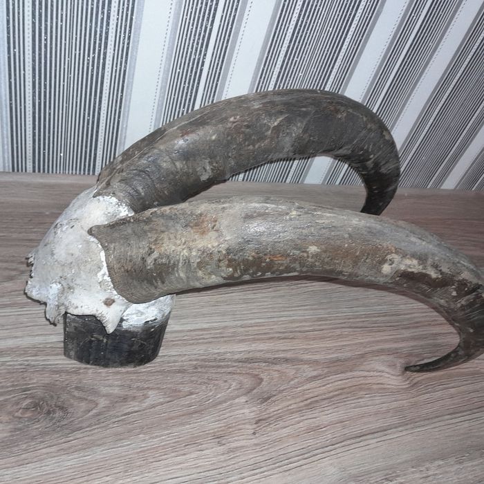 Роги горного козла