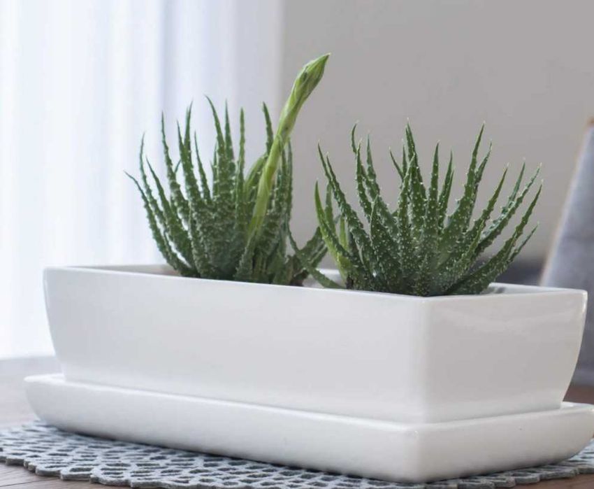 Doniczka Kaktusiarka prostokątna z ceramiki w kolorze bialy mat. 30cm