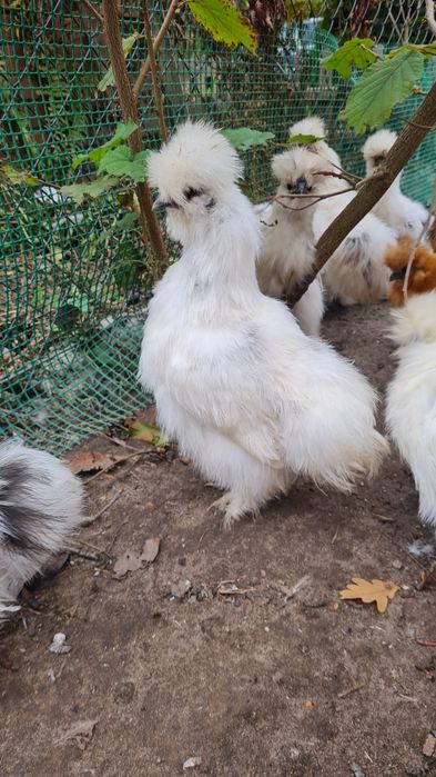 Para silek parka silki usa kura jedwabista