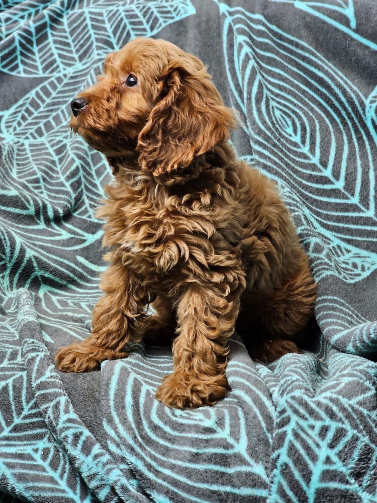 cavapoo szczeniak