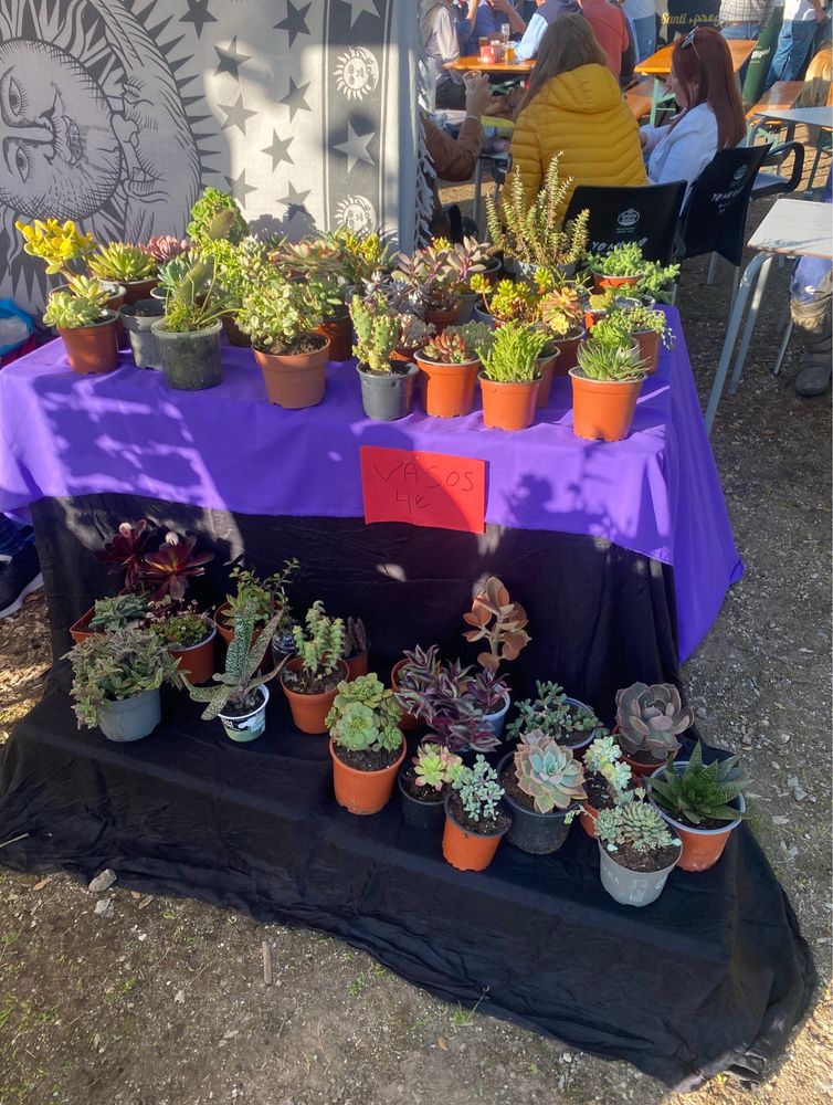 Plantas, catos e suculentas