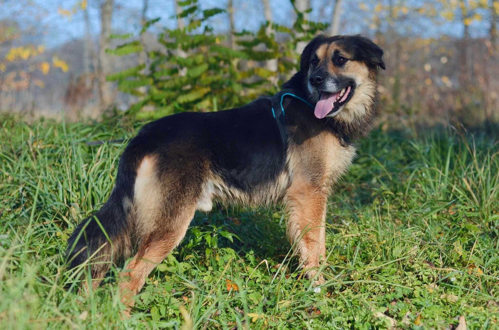 Kornel szuka nowej rodziny ADOPCJA