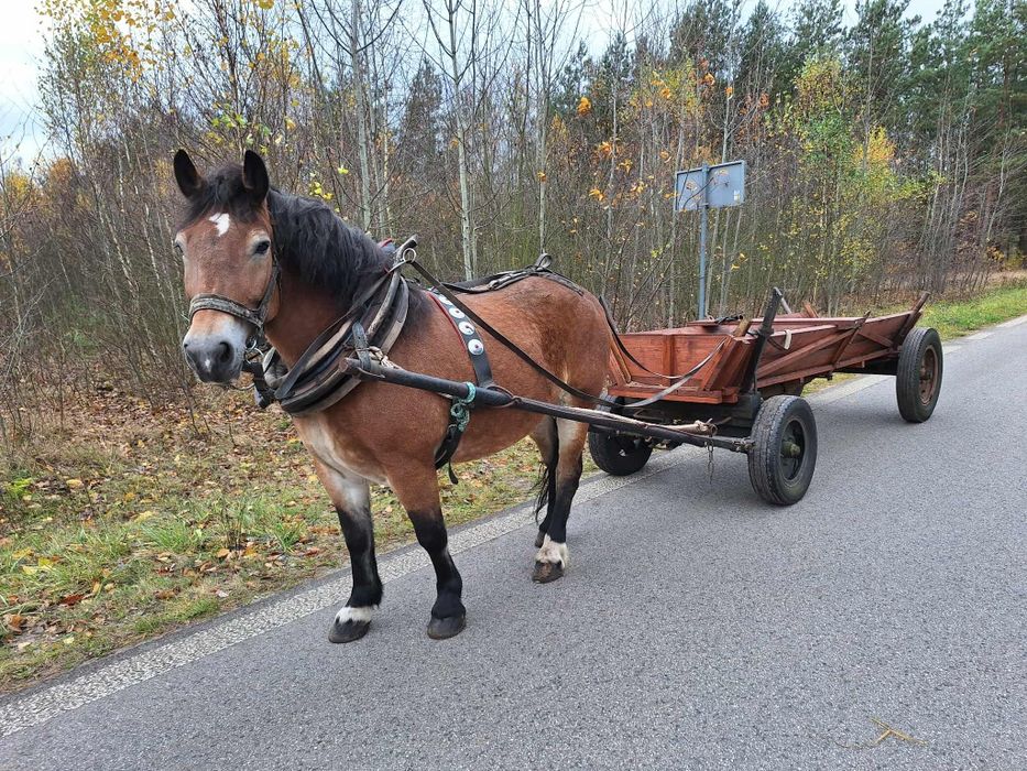 Sprzedam klacz zimnokrwistą