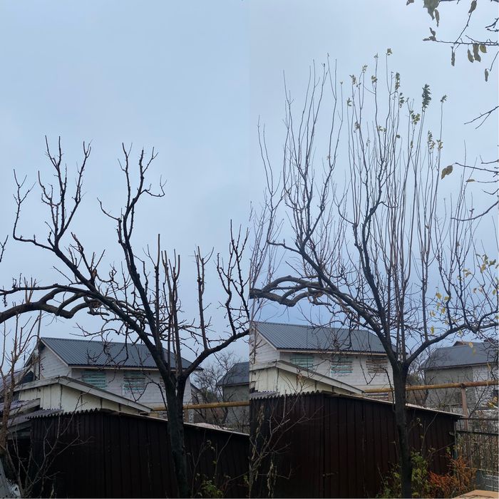 Профессиональная обрезка фруктовых деревьев,а так же любых других