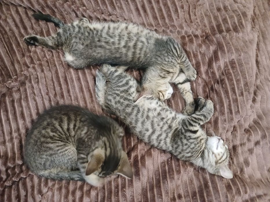 Кошенята бомбейської кішки