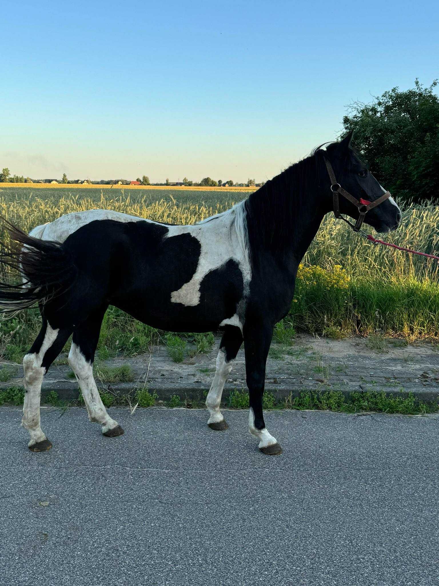 Sprzedam klacz typ pogrubiony