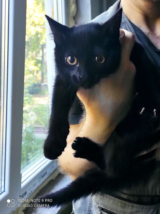Маленький черный котёнок мальчик ищет дом! Котята в хорошие руки!