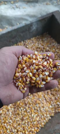 Зерно кукурузы сухое