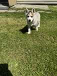 Urocza Suczka Syberian Husky Rodowód,Chip,Książeczka,Wyprawka!!