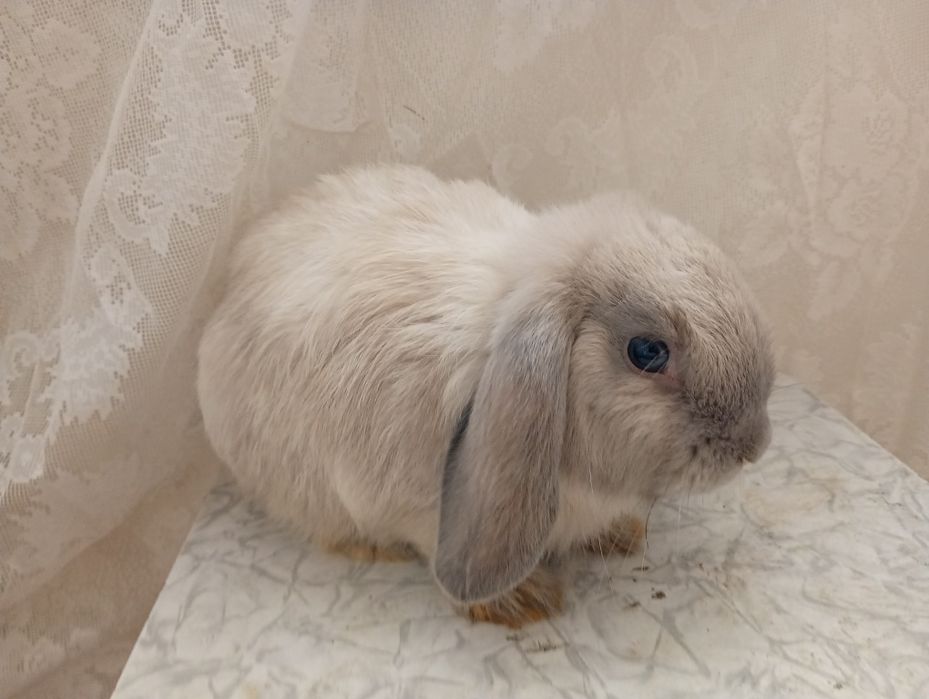 Okazja!!! Samczyk Mini lop baranek karzełek Piękny, mlody