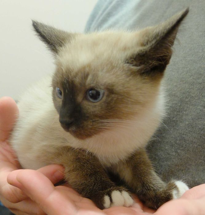 Гарненьке сіамське 3 місячне кошеня котик