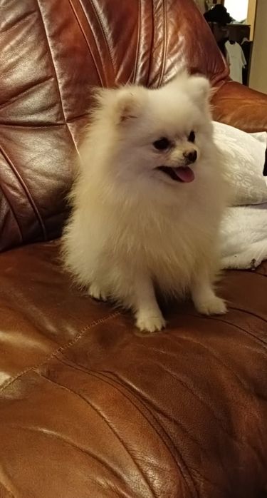 Szpic miniaturowy Pomeranian suczka