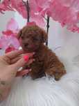 Suczka Pudel toy Red Brown