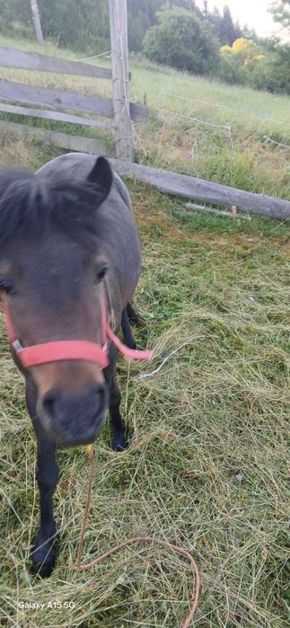 Kuc 110 cm ogierek sprzedam