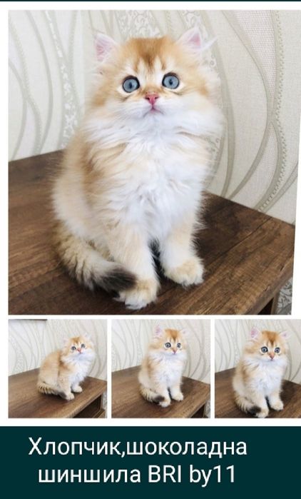 Золоті шиншили. Кошенята/ Купити в Київі в Україні на