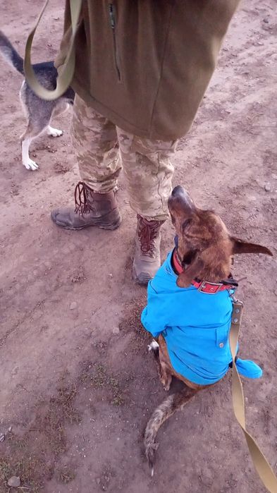 Віддам собаку метис стаффа