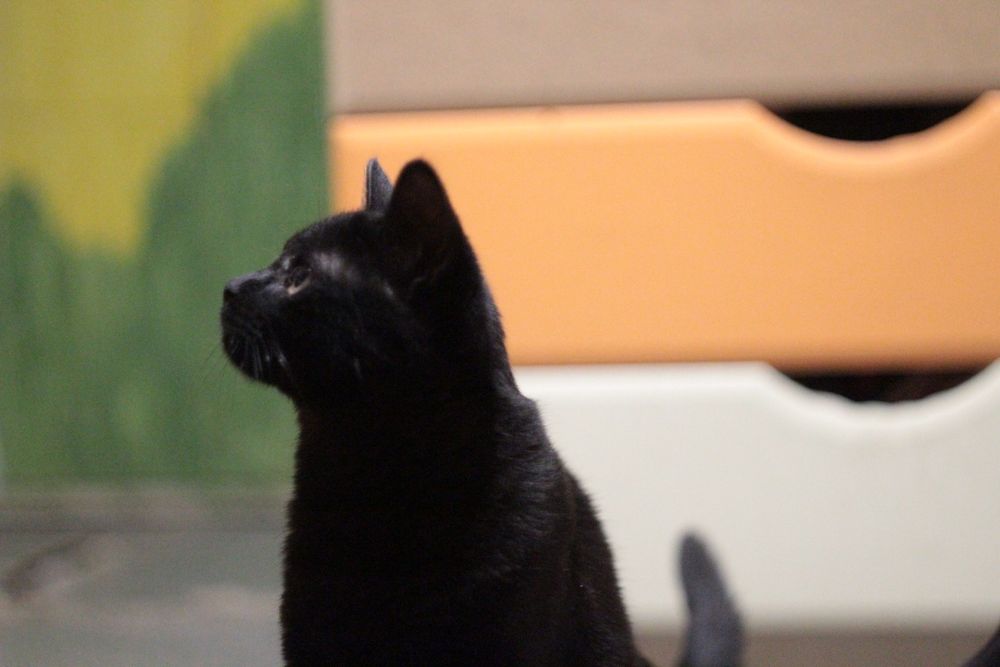 Котенок в поисках семьи. Черные котята ищут дом