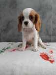 Piesek Cavalier King Charles Spaniel
