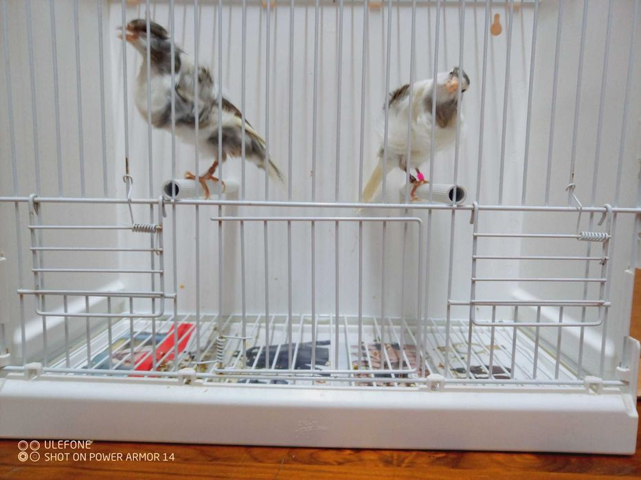 Vendo canários apartir de 10€