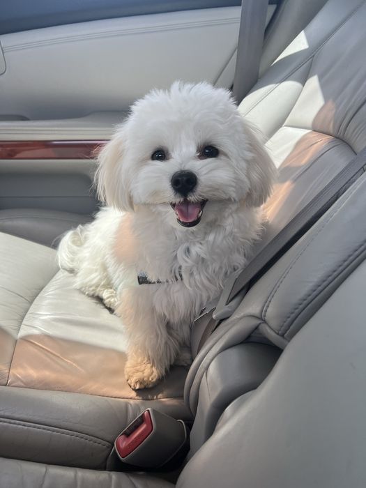 Мальтезе ищет невесту