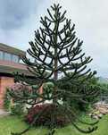 Araucaria Araukaria Araucana Chilijska Małpie drzewo 0,6l