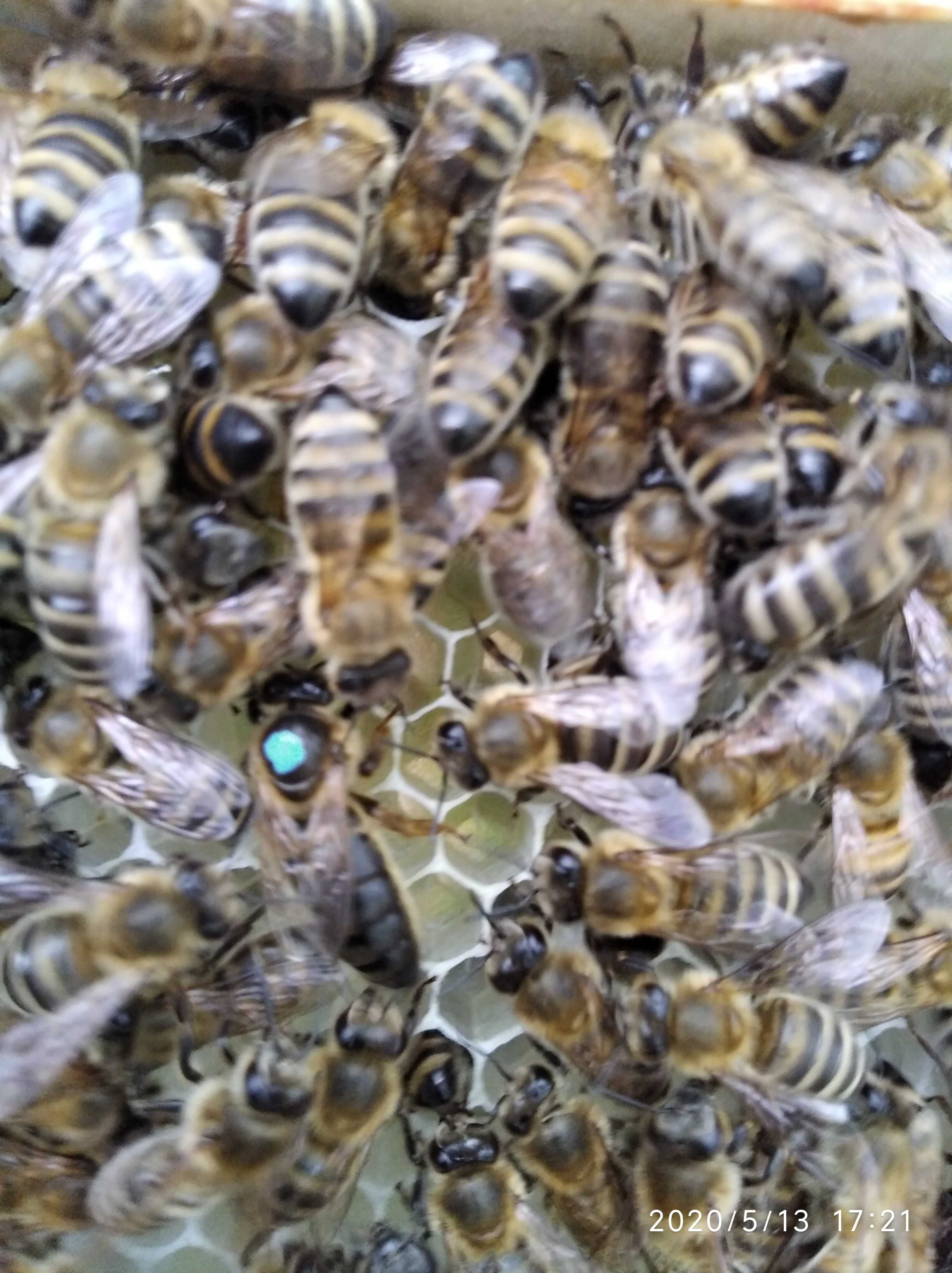Бджолопакети 150 штук
