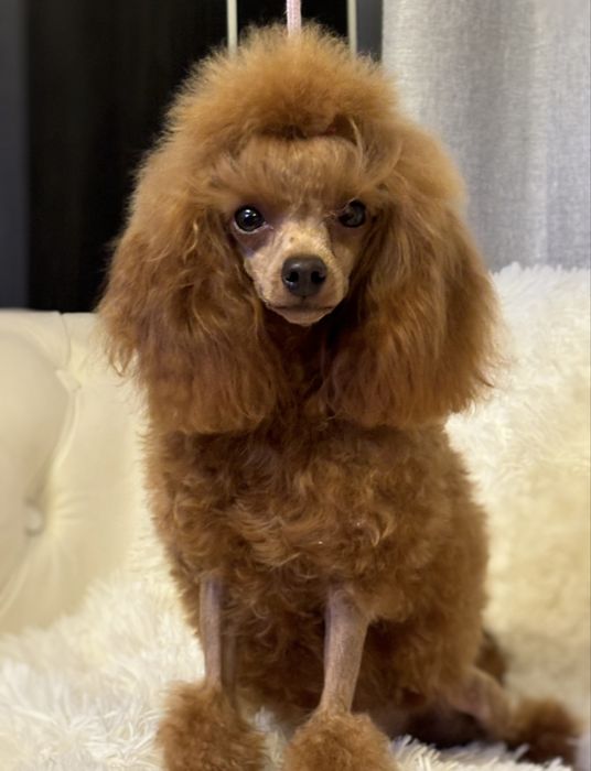 Pudel toy reproduktor krycie