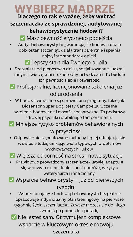 Mini Maltipoo bardzo inteligentna suczka po szkoleniu