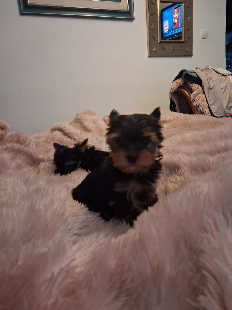 York Terrier miniatura