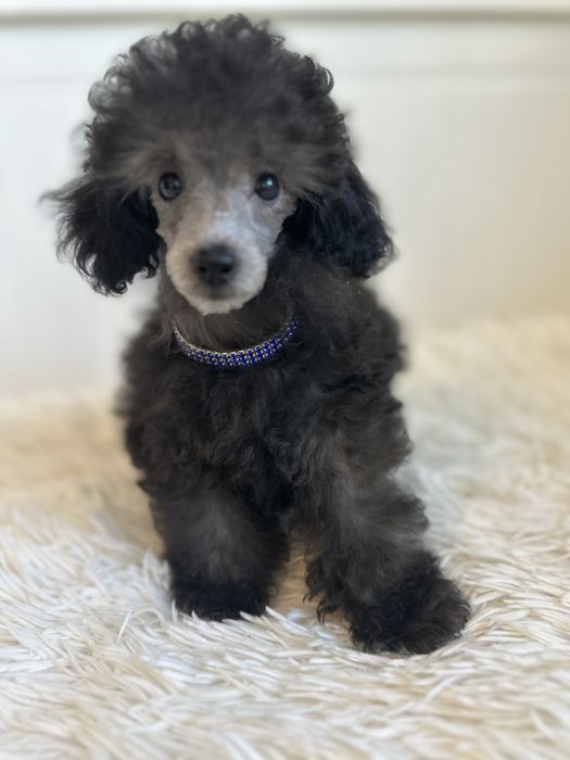 pudel toy i pudel miniaturka srebrne