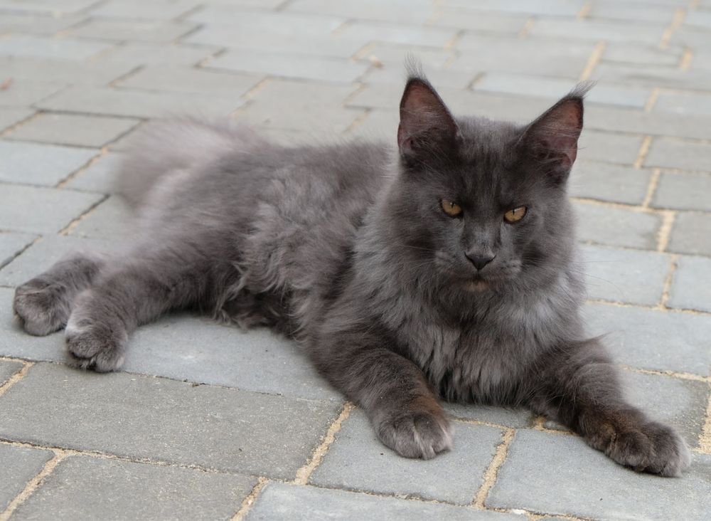 Maine coon kocur niebieski dymny fpl gotowy do odbioru