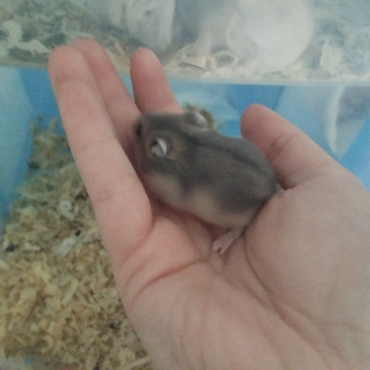Hamsters siberiano bebés