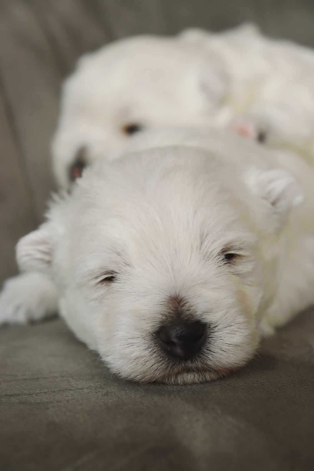 West Highland White Terrier  z rodowodem  rezerwacja