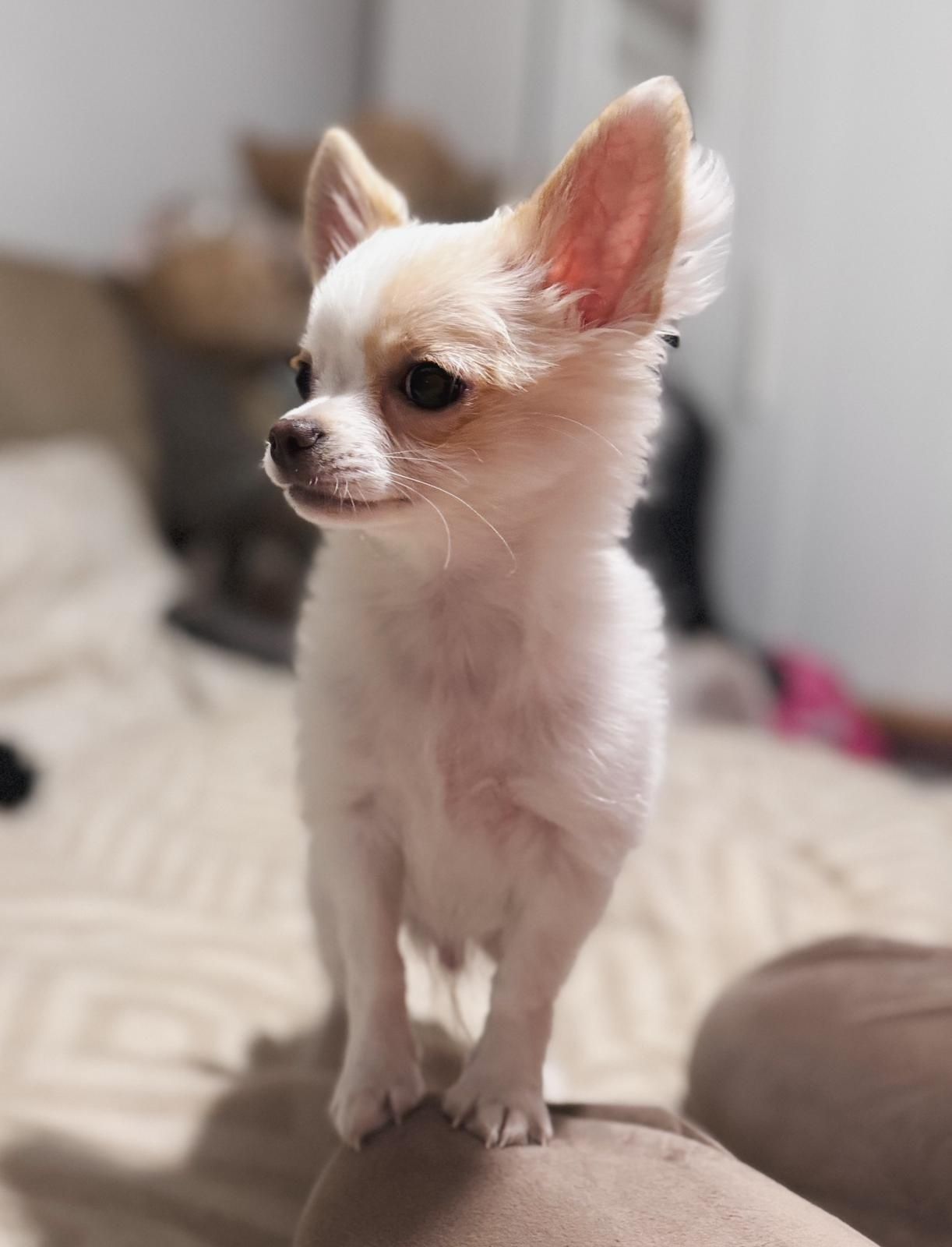 Chihuahua długowłosa piesek ZKwP / Fci