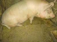 Продаються свині різний вік Ціна живої ваги 70 гривень Бита 100