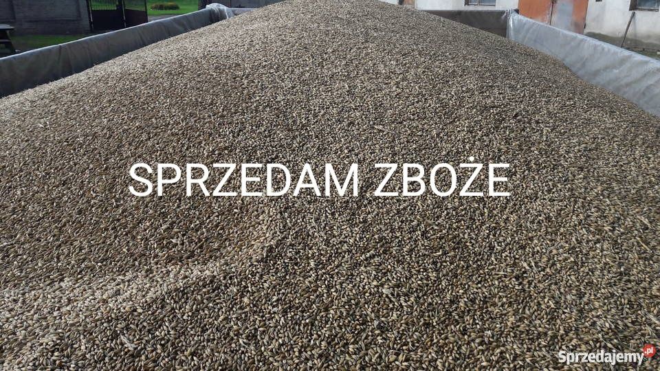 Sprzedam zboże owies