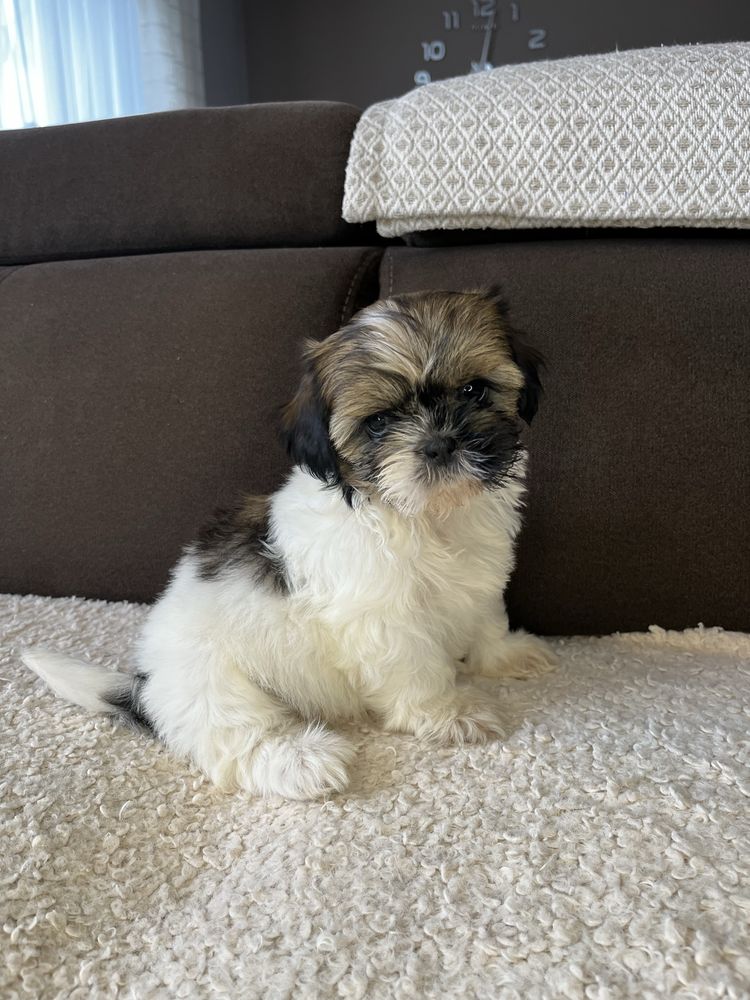 Suczka Shih Tzu Gotowa Do Odbioru