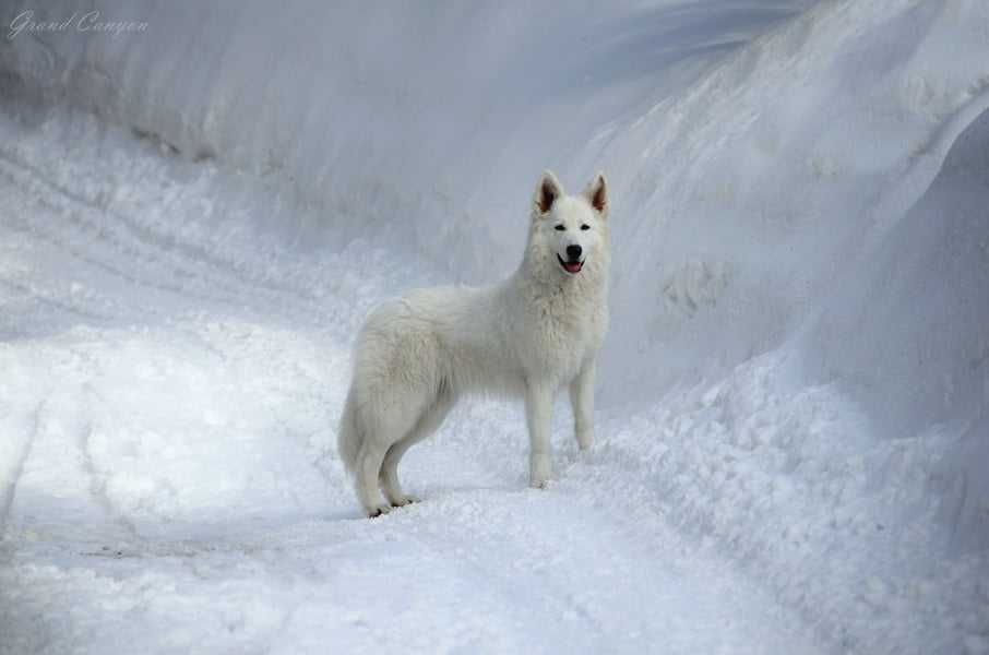 Biały Owczarek Szwajcarski z wyjątkowego skojarzenia