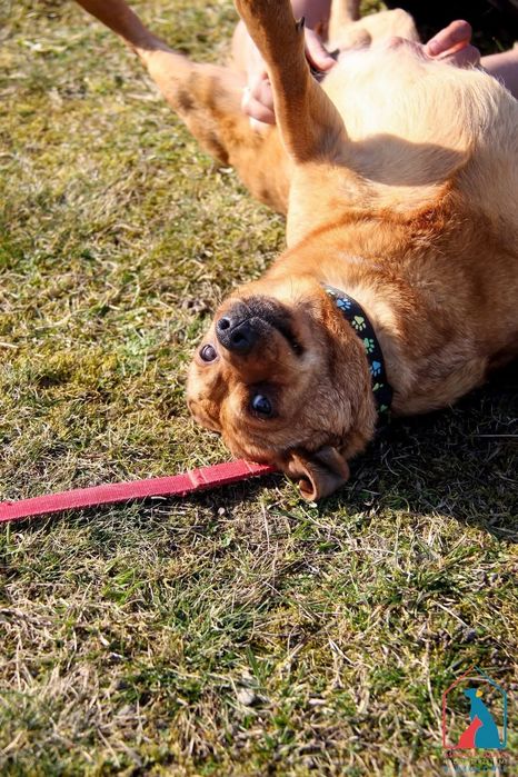 Tymon 86/24 - SZUKA DOMU!