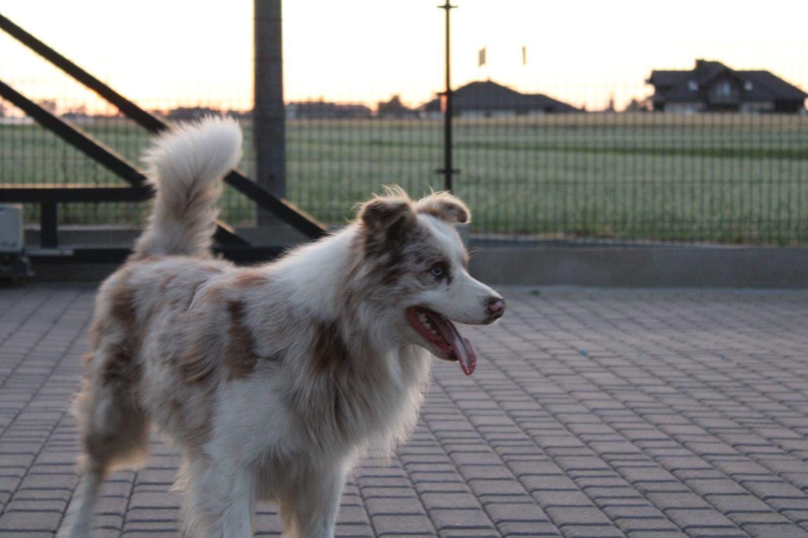 Reproduktor border collie Red merle