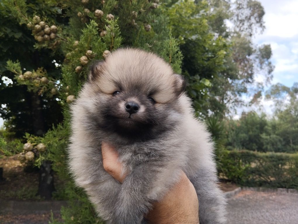 Spitz anão macho
