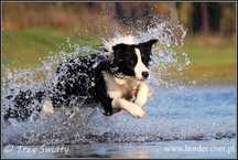 psy szczeniaki Border Collie suczka ee red rodowód ZKwP FCI