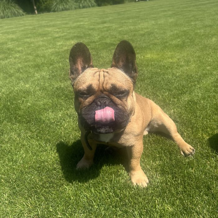 Reproduktor Buldog Francuski