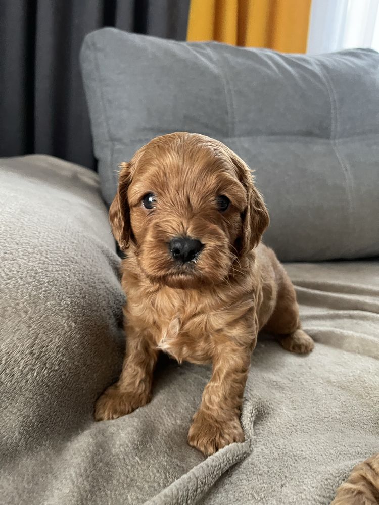 Cavapoo Samiec F1 badania