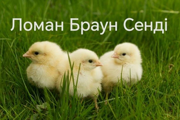 Loman Браун Сенді несушка Курчата Цыплята Циплята ДОБОВІ Кросс Півники