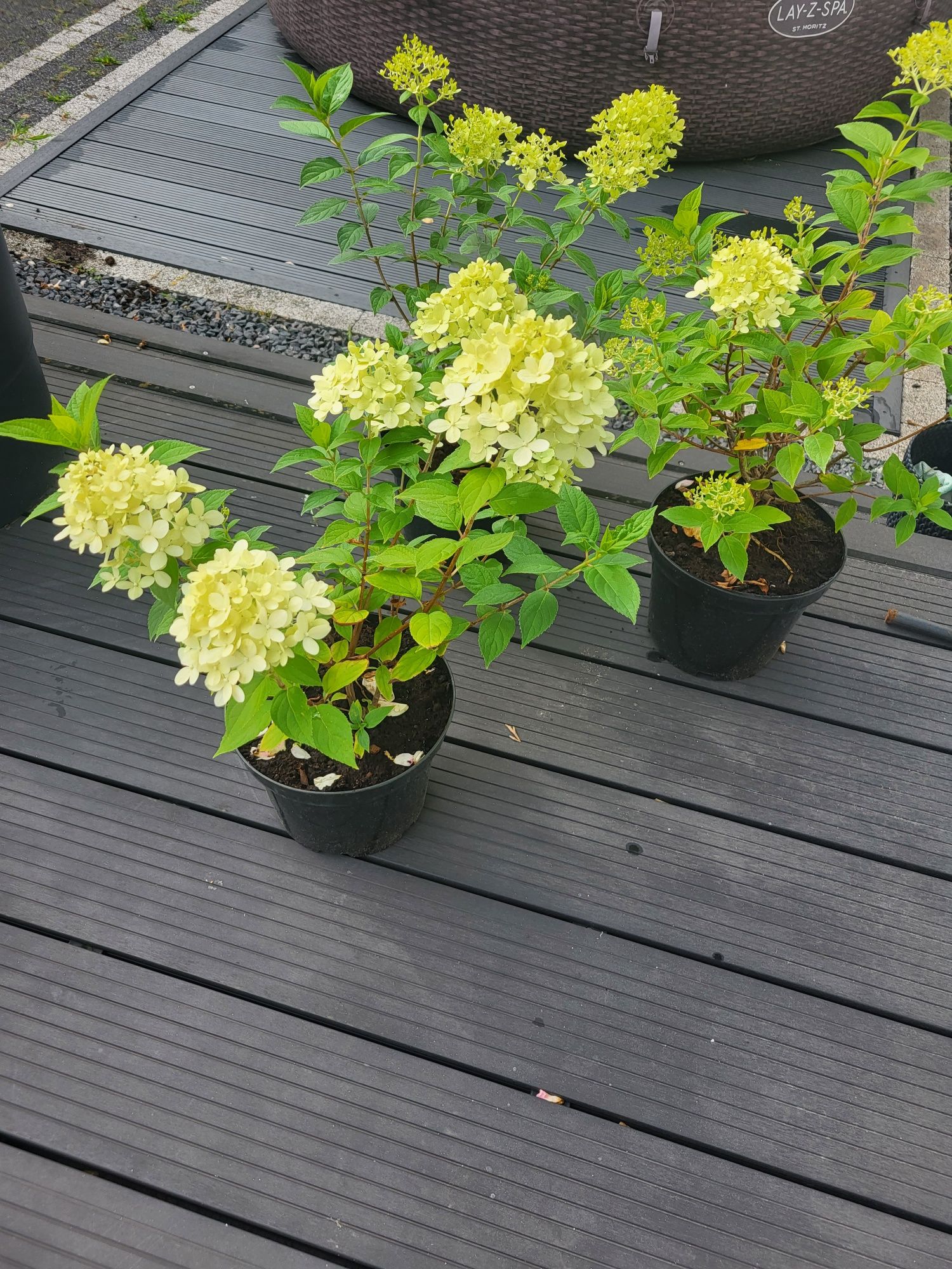 Hortensja Little Lime